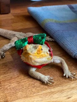 Sequinned Christmas Dog Bow Tie 17 Sequinned Christmas Dog Bow Tie -Perfect Party Store BC HOUND HOL DRES 17