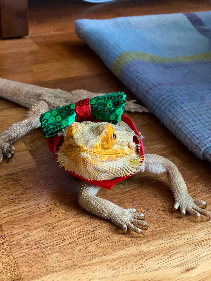 Sequinned Christmas Dog Bow Tie 8 Sequinned Christmas Dog Bow Tie - Image 8