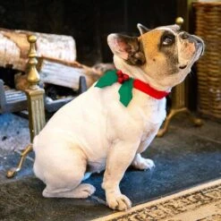 Christmas Holly Dog Dress Up -Perfect Party Store BotanicalHountHollyCollar02WebSize