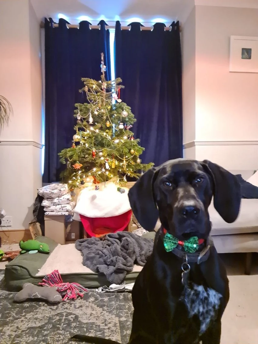 Sequinned Christmas Dog Bow Tie 9 Sequinned Christmas Dog Bow Tie - Image 9